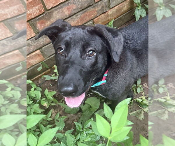Medium Photo #47 Labrador Retriever-Unknown Mix Puppy For Sale in OKLAHOMA CITY, OK, USA