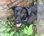 Small #46 Labrador Retriever Mix