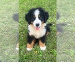 Puppy Puppy 7 Bernese Mountain Dog