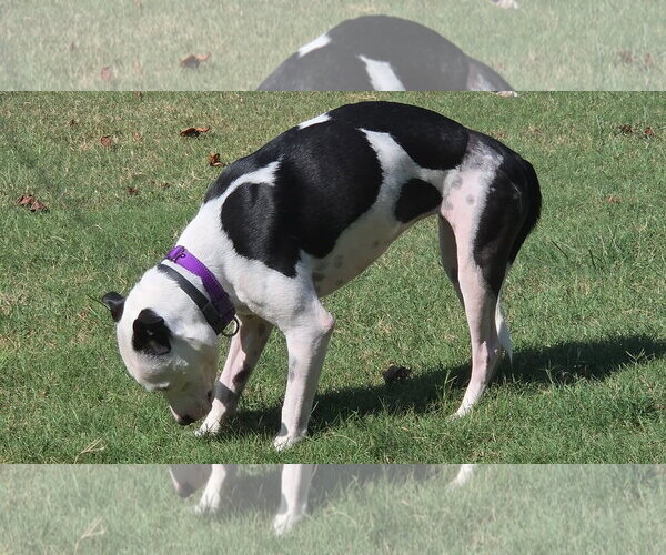 Medium Photo #3 Mutt Puppy For Sale in Rustburg, VA, USA