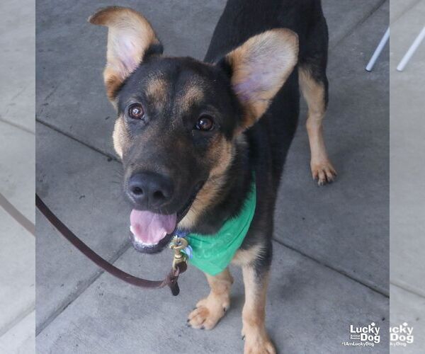 Medium Photo #4 German Shepherd Dog-Unknown Mix Puppy For Sale in Washington, DC, USA
