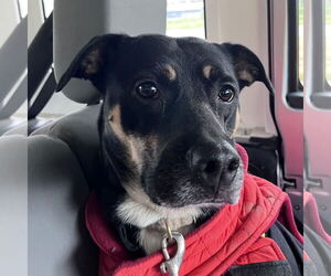 Mutt Dogs for adoption in Alexandria, KY, USA