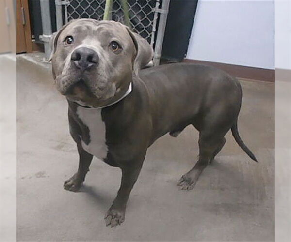 Medium Photo #5 American Staffordshire Terrier Puppy For Sale in Chandler, AZ, USA