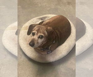 Mutt Dogs for adoption in Gulfport, MI, USA