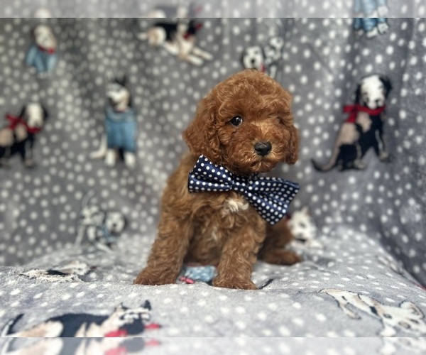 Medium Photo #8 Cavapoo Puppy For Sale in LAKELAND, FL, USA