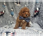 Small #7 Cavapoo