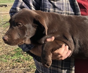 Labrador Retriever Dogs for adoption in CLINTON, MO, USA