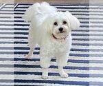 Small #1 Maltese