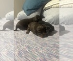 Small #2 Chiweenie