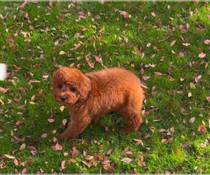 Poodle (Toy) Puppy for Sale in REDLANDS, California USA
