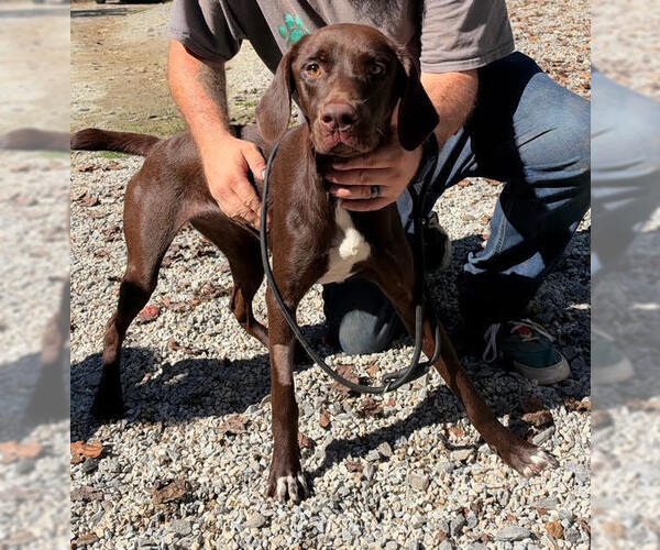 Medium Photo #4 Labrador Retriever-Unknown Mix Puppy For Sale in Elmsford, NY, USA