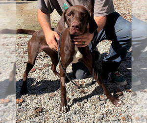 Sequoia available 10/22 - Female Labrador Retriever-Unknown Mix Dog for Adoption - Photo #4