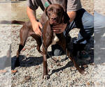 Small Photo #4 Labrador Retriever-Unknown Mix Puppy For Sale in Elmsford, NY, USA