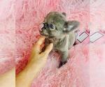 Small #16 French Bulldog