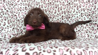 Labradoodle Puppy for sale in EDEN, PA, USA