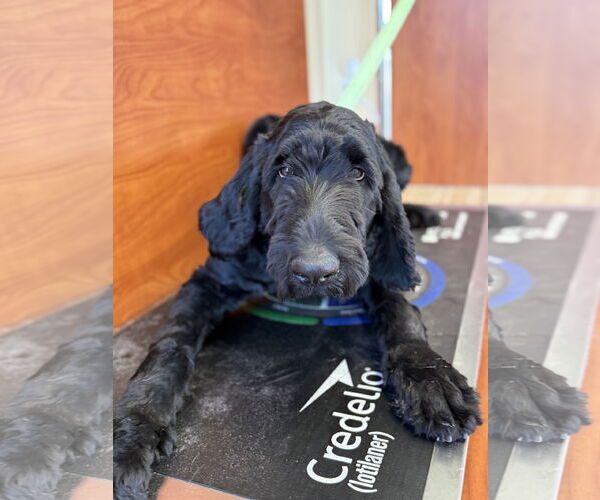 Medium Photo #3 Labrador Retriever-Unknown Mix Puppy For Sale in Valrico, FL, USA