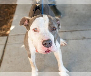 Mutt Dogs for adoption in Martinez, CA, USA