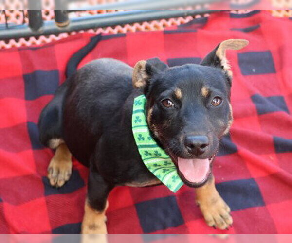 Medium Photo #2 Mutt Puppy For Sale in Rockaway, NJ, USA