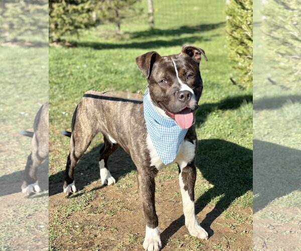 Medium Photo #4 American Pit Bull Terrier-Unknown Mix Puppy For Sale in Spring Lake, NJ, USA