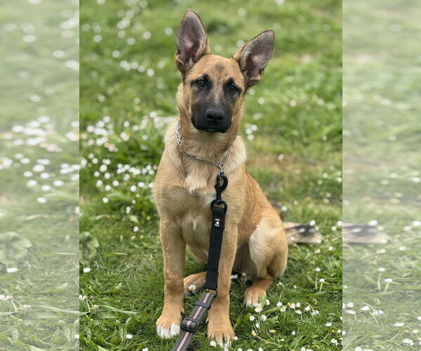 Medium Photo #14 German Shepherd Dog Puppy For Sale in Seattle, WA, USA