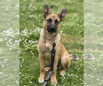 Small #13 German Shepherd Dog