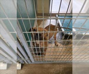 Black Mouth Cur-Unknown Mix Dogs for adoption in Texas City, TX, USA