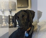 Small #4 Great Dane