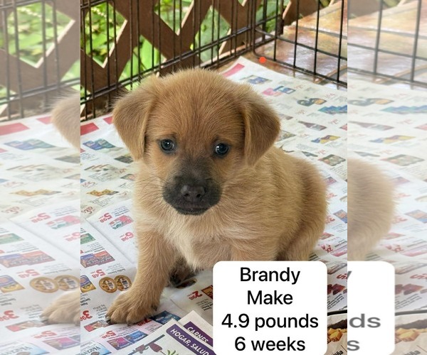 Medium Photo #1 Chihuahua-Labrador Retriever Mix Puppy For Sale in Virginia Beach, VA, USA