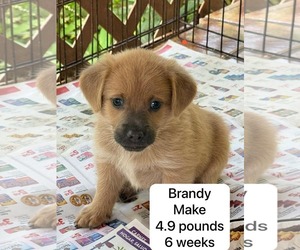 Chihuahua-Labrador Retriever Mix Dogs for adoption in Virginia Beach, VA, USA