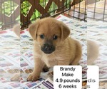 Small Chihuahua-Labrador Retriever Mix