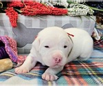 Puppy Red Collar Alapaha Blue Blood Bulldog