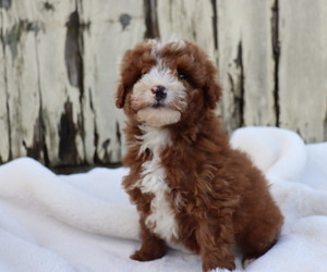 Goldendoodle (Miniature) Puppy for sale in HONEY BROOK, PA, USA