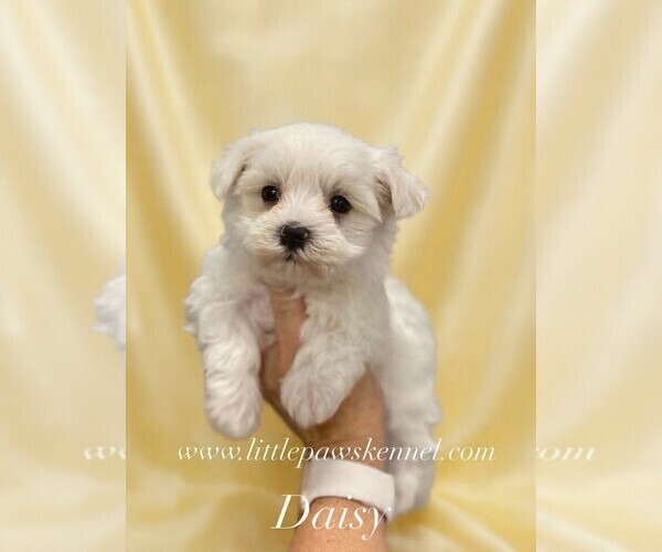 Medium Photo #1 Maltese Puppy For Sale in WINNSBORO, LA, USA