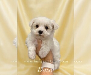 Maltese Puppy for sale in WINNSBORO, LA, USA