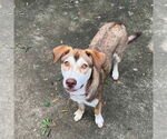 Small #5 Mutt