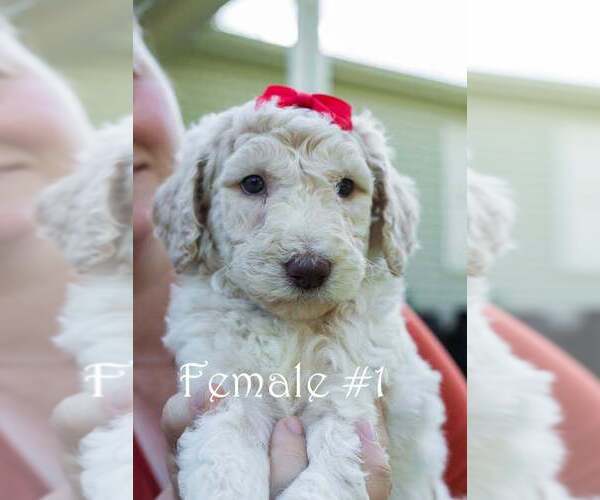 Medium Photo #1 Poodle (Standard) Puppy For Sale in STONEVILLE, NC, USA