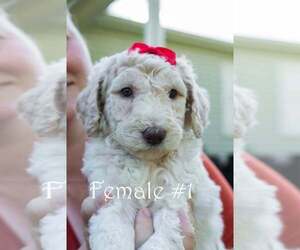 Medium Poodle (Standard)