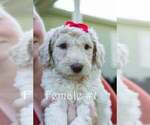 Puppy 3 Poodle (Standard)