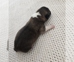 Small #2 Akita