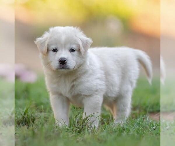 Medium Photo #2 Golden Retriever-Unknown Mix Puppy For Sale in San Diego, CA, USA