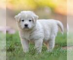 Small #1 Golden Retriever Mix