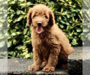 Goldendoodle (Miniature) Puppy for sale in LEOLA, PA, USA