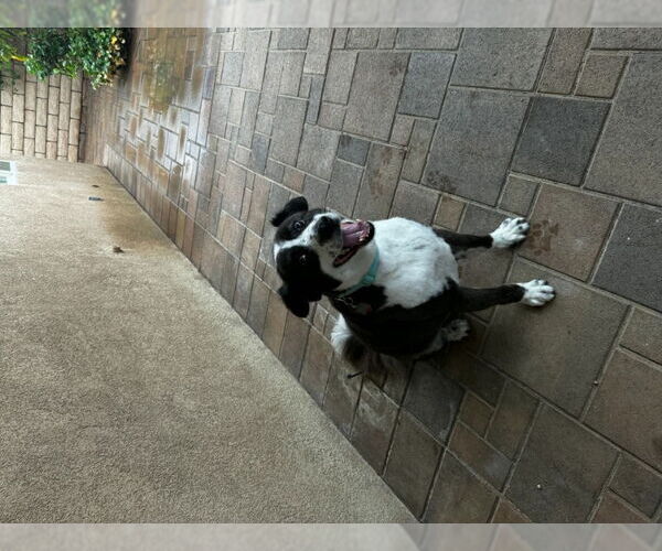 Medium Photo #3 Border Collie Puppy For Sale in San Diego, CA, USA