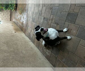 Cinder - Male Border Collie Dog for Adoption - Photo #3