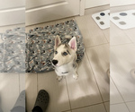 Small Photo #3 Siberian Husky Puppy For Sale in MALDEN, MA, USA