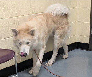 Siberian Husky Dogs for adoption in Denver, CO, USA