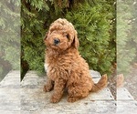 Small #3 Goldendoodle (Miniature)