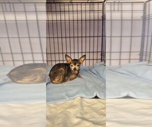 Chihuahua Dogs for adoption in Gloversville, NY, USA