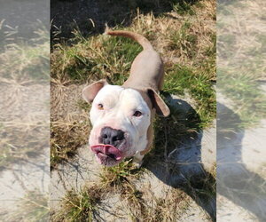 Boss - Male American Pit Bull Terrier Dog for Adoption - Photo #6