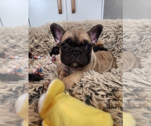 French Bulldog Puppy for sale in TOWNSEND, MT, USA